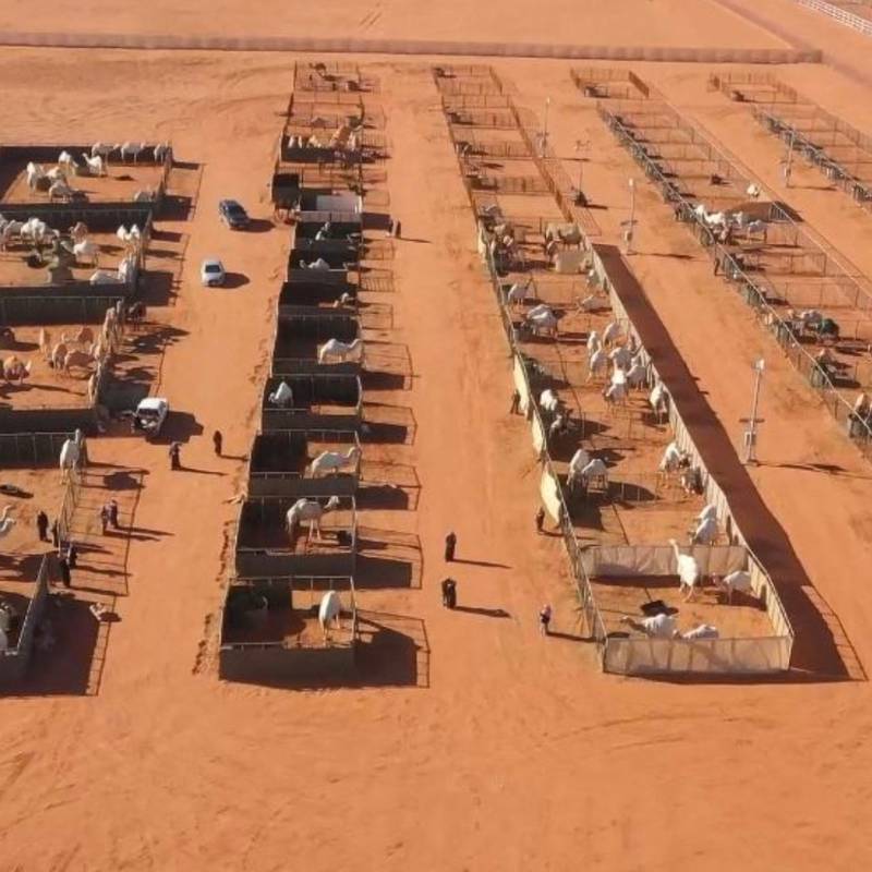 Dentro de un hotel en el desierto para camellos en Arabia Saudita