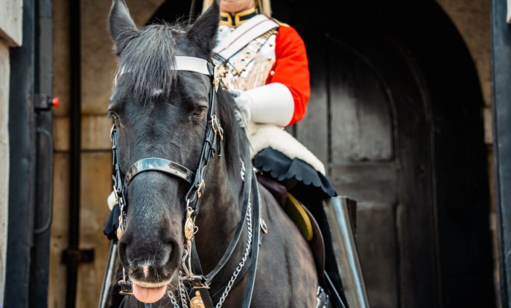 Un turista ignora el letrero en el Palacio de Buckingham que dice "los caballos pueden morder", por lo que el caballo muerde (video)
