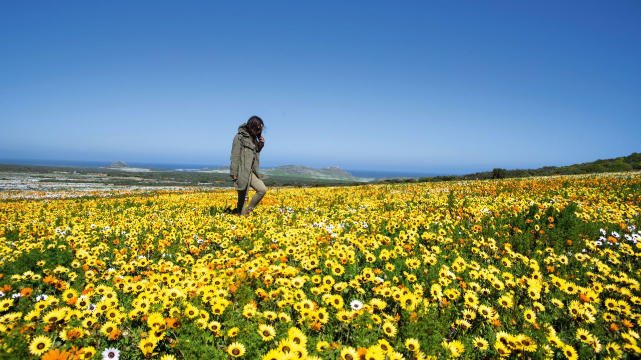 Margaritas en plena floración en el Parque Nacional de Namaqua.