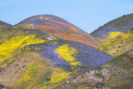 Una ladera está inundada de parches de flores silvestres amarillas, moradas y anaranjadas.