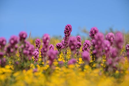 Flores silvestres anaranjadas, amarillas y moradas pintan las colinas en el monumento nacional Carrizo Plain.