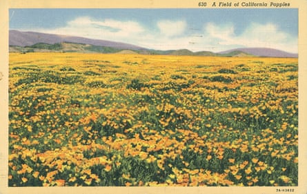 Una imagen de 1935 de un campo de amapolas amarillas de California.
