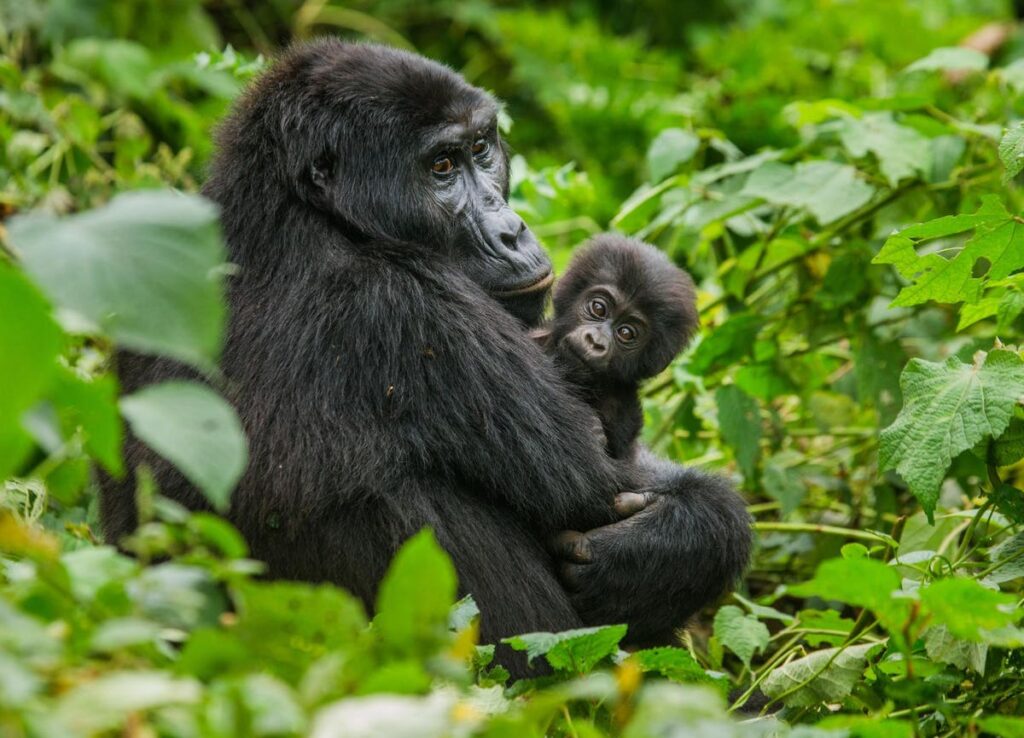 Aventura de 13 días en el este de África de Intrepid