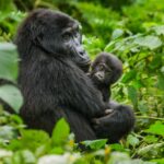 Aventura de 13 días en el este de África de Intrepid