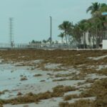Enorme gota de algas marinas que aterriza en Cayo Hueso está interrumpiendo las vacaciones de los turistas de Florida