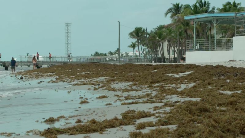 Enorme gota de algas marinas que aterriza en Cayo Hueso está interrumpiendo las vacaciones de los turistas de Florida
