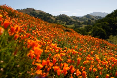 Un valle montañoso está cubierto de amapolas naranjas.