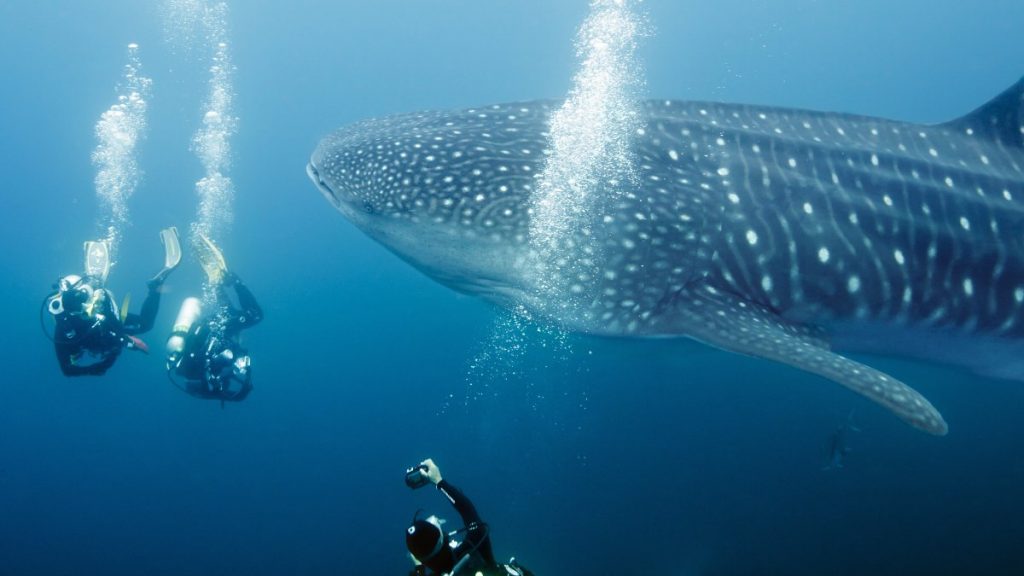 El ecoturismo puede perturbar a los tiburones ballena.
