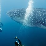 El ecoturismo puede perturbar a los tiburones ballena.