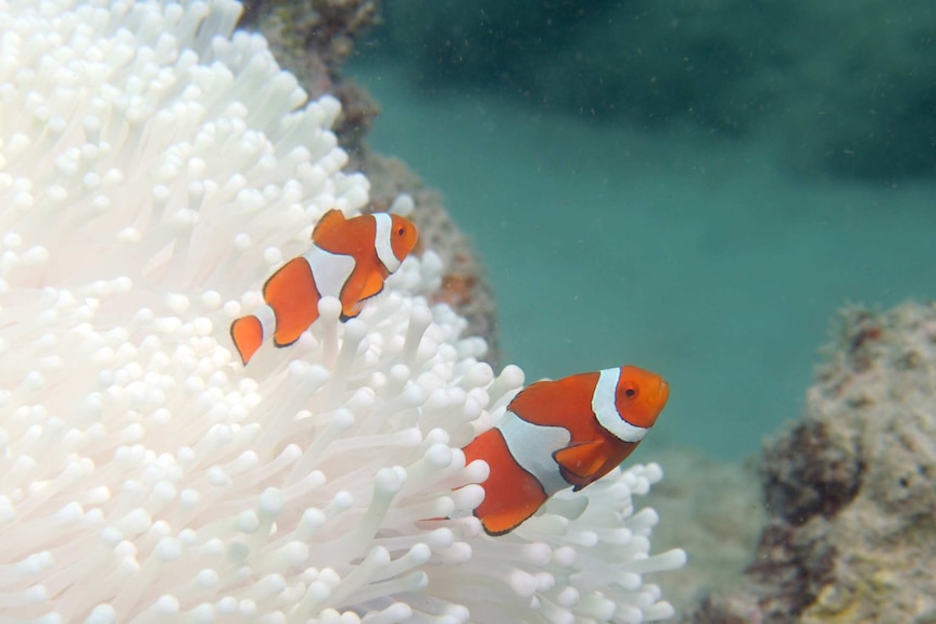 Los peces payaso nadan cerca de corales blanqueados en la isla Lizard.
