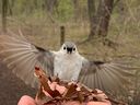 Un carbonero copetudo, el nuevo pájaro oficial de Windsor, revisa las ofertas en Ojibway Park el martes 25 de abril de 2023.