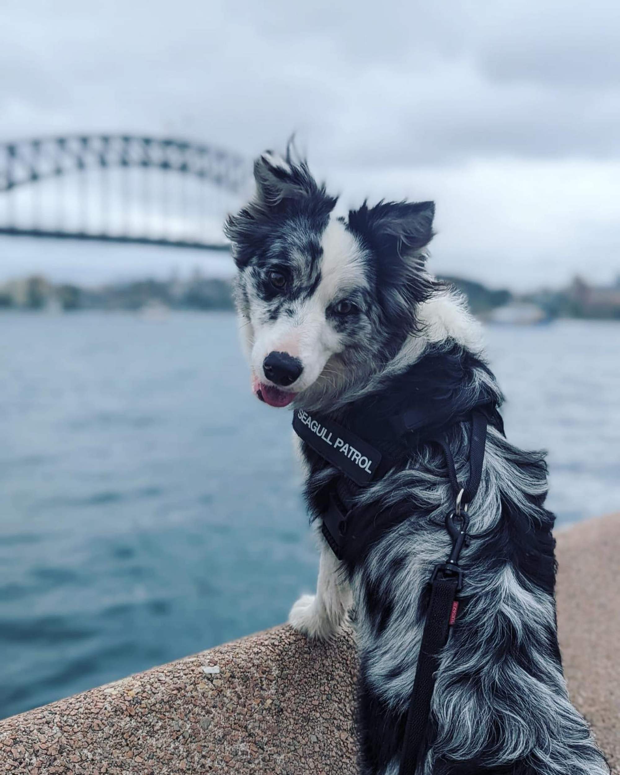 Newest patrol member Lilibet. Photo: Instagram / @maddogsseagullpatrol