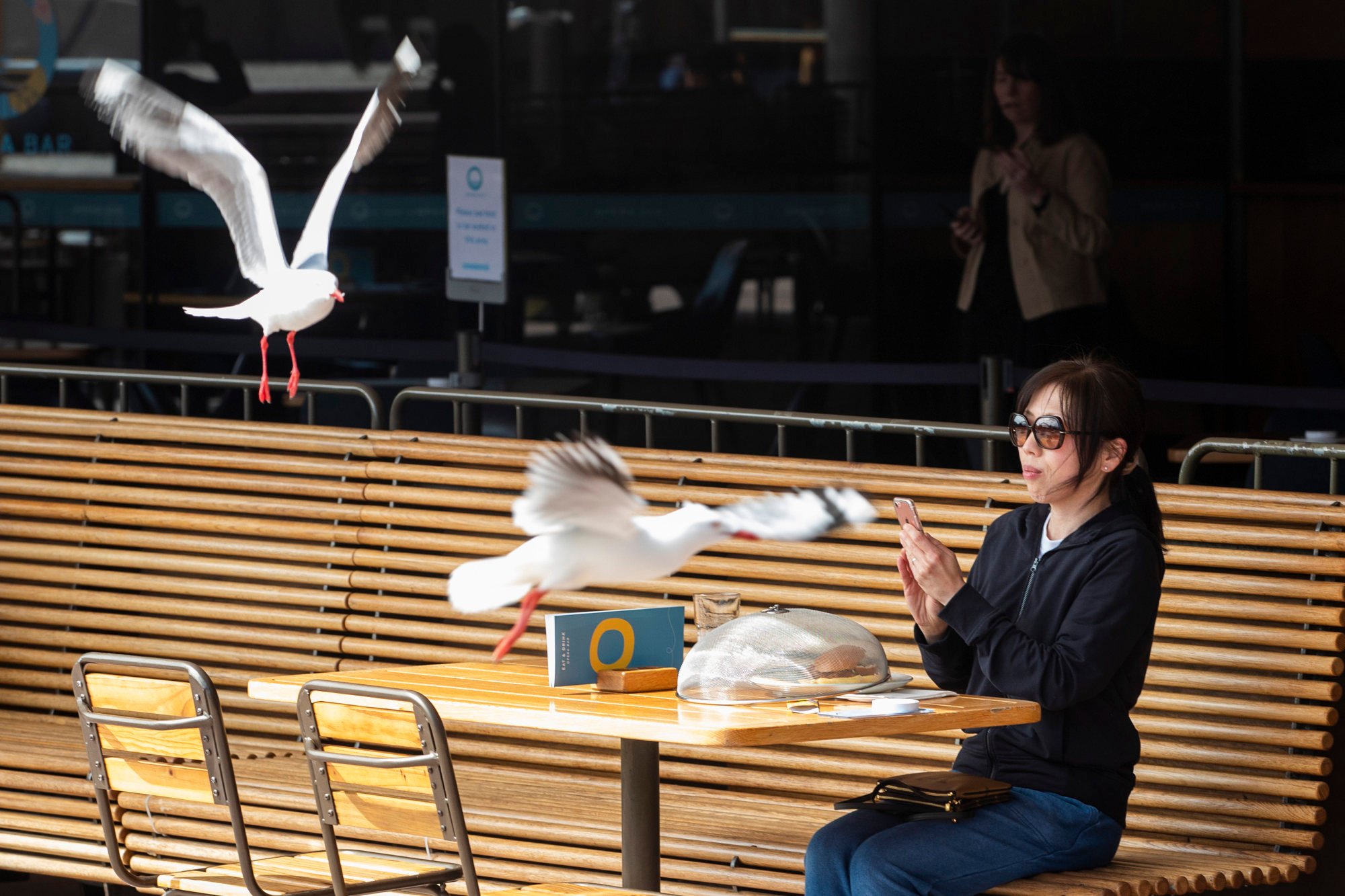 Seagulls swoop by a woman dining in the outdoor seating area of the Opera Bar at the Sydney Opera House. Photo: Getty Images