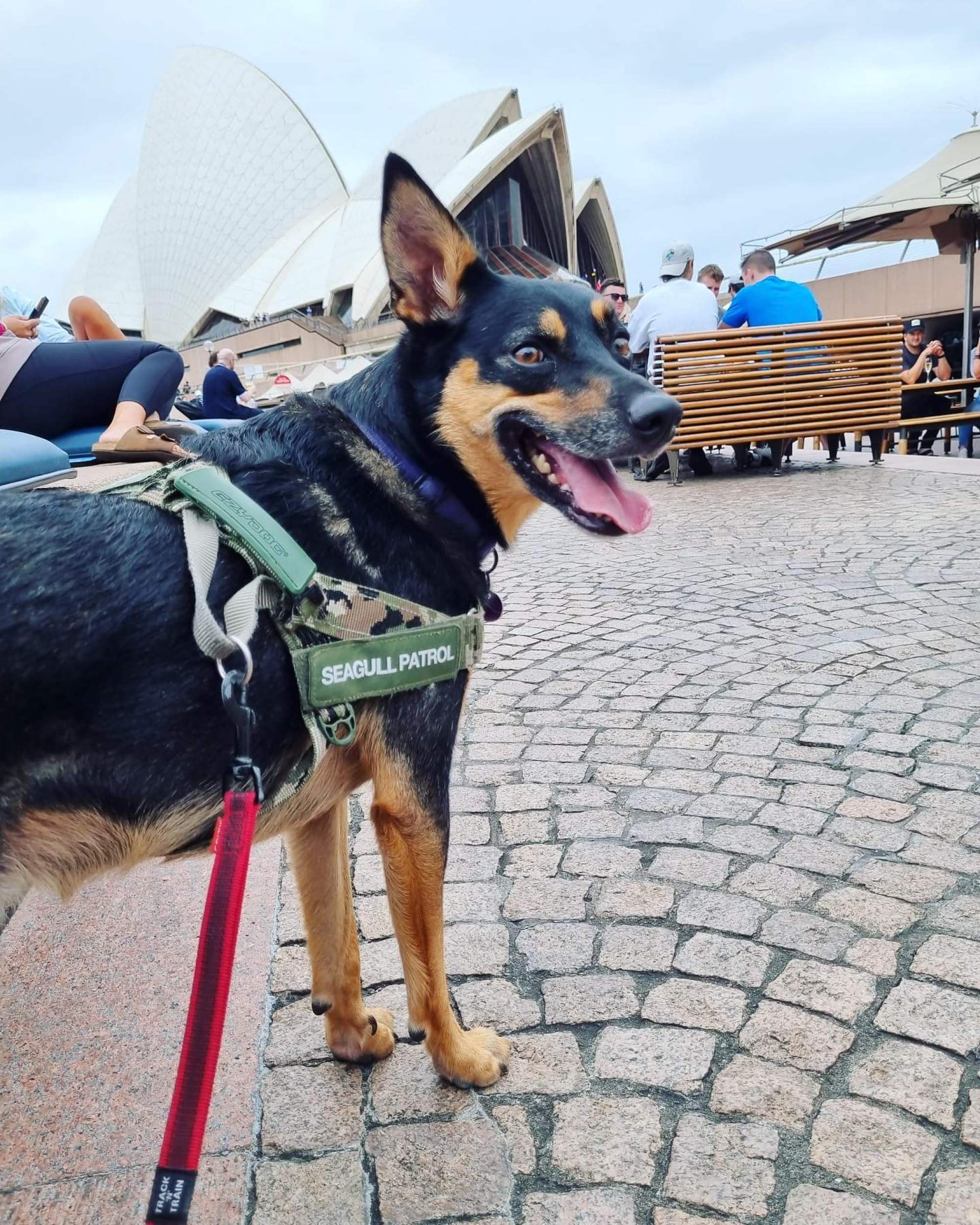 Canine seagull patrol member Betty. Photo: Instagram / @maddogsseagullpatrol