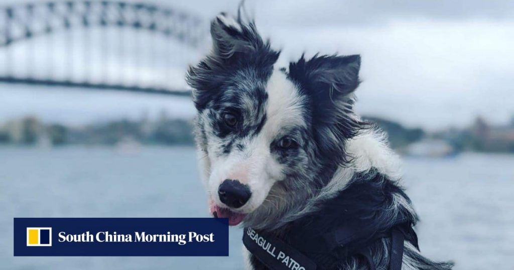 Perros entrenados en la Ópera de Sídney protegen a los turistas de los peores ladrones de alimentos de la ciudad australiana