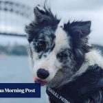 Perros entrenados en la Ópera de Sídney protegen a los turistas de los peores ladrones de alimentos de la ciudad australiana