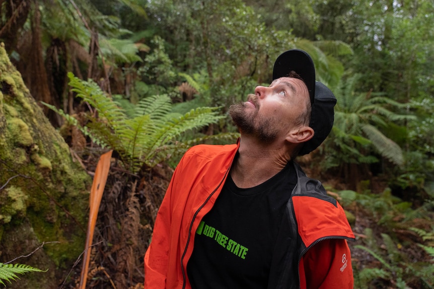 Un hombre con una gorra de béisbol mira fijamente un gran árbol en el bosque.