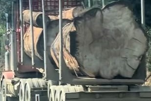 En la parte trasera del camión hay un gran tronco de árbol.