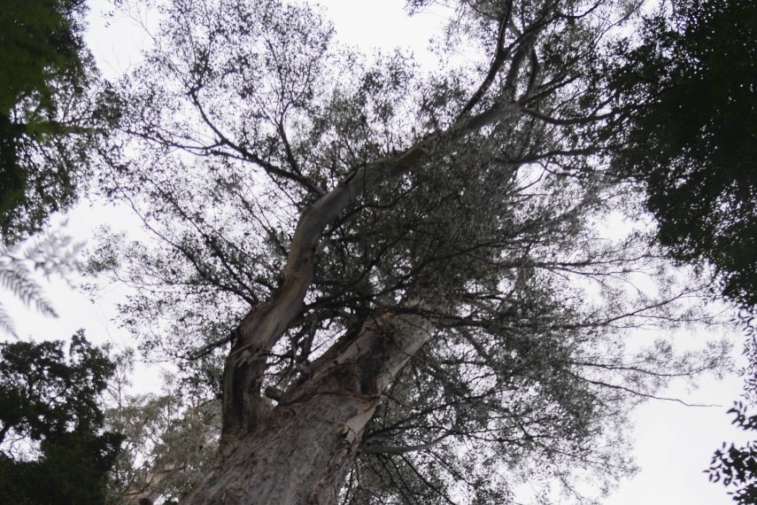 Dosel de un árbol alto