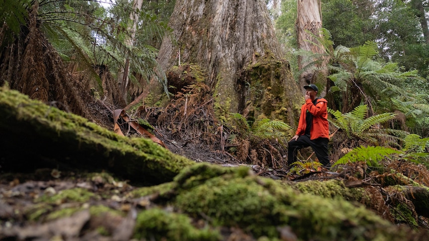 A man stands next to the  base of a tall tree in a fores