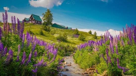 Gulmarg es uno de los destinos turísticos más populares y atrae a un gran número de turistas de zonas rurales.  (Pexels)
