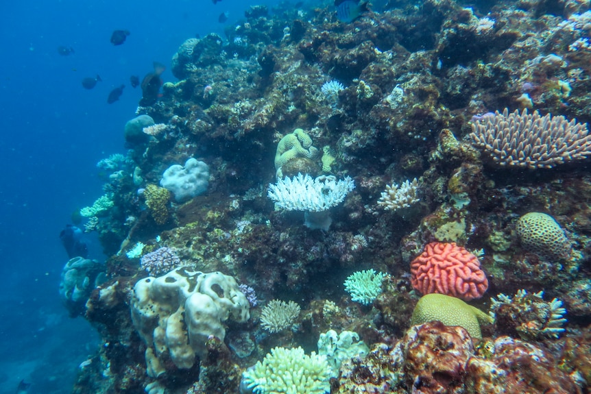 En la plataforma de coral, algunos corales son completamente blancos.