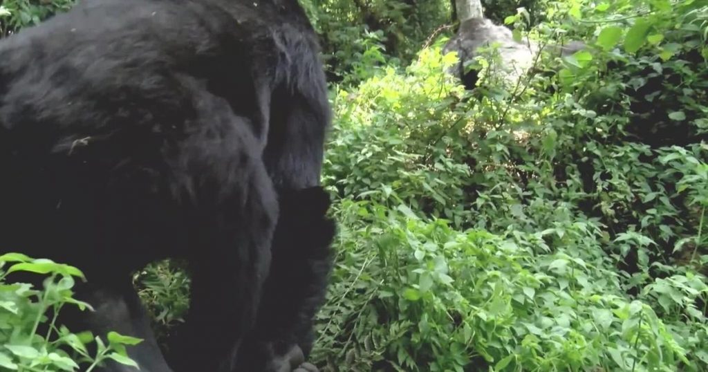 Los expertos piden esfuerzos colectivos para promover la conservación de la naturaleza de África.