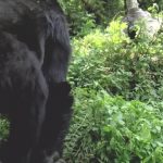 Los expertos piden esfuerzos colectivos para promover la conservación de la naturaleza de África.