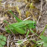Los proyectos de restauración de la naturaleza heredados del G7 están en marcha en Cornualles.
