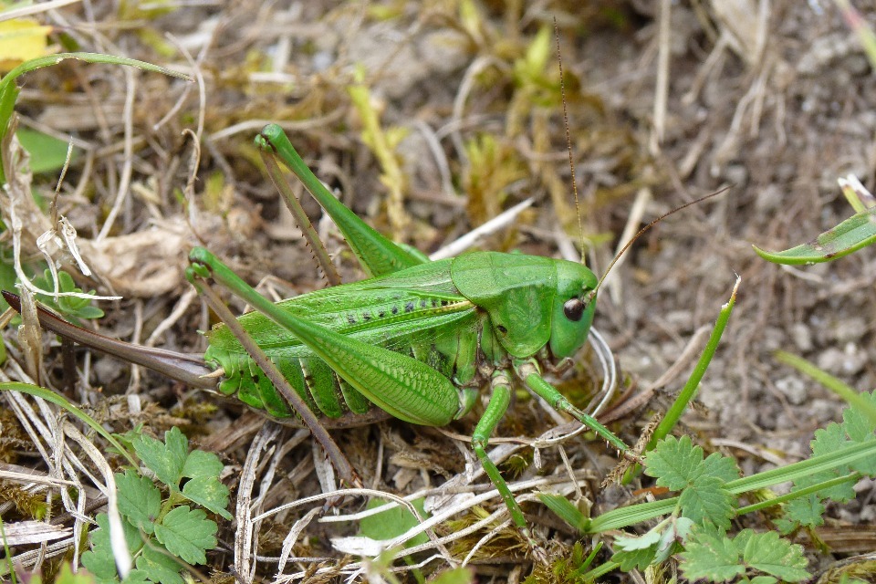 Los proyectos de restauración de la naturaleza heredados del G7 están en marcha en Cornualles.
