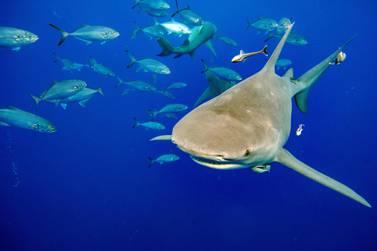 (ARCHIVOS) En esta fotografía de archivo del 11 de febrero de 2022, un tiburón limón de la familia Karcherhenidae nada junto a un grupo de buzos y una caja de cebo, seguido de peces para la comida del tiburón.  Buceo con tiburones en Júpiter, Florida, Estados Unidos.  - Los delegados en una cumbre comercial mundial el viernes 25 de noviembre de 2022 aprobaron la protección de 50 especies de tiburones más, una medida que podría reducir drásticamente el lucrativo y cruel comercio de aletas de tiburón.  Una de las propuestas más acaloradamente debatidas en la cumbre sobre el Comercio Internacional de Especies Amenazadas (CITES) en Panamá, fue aprobada por unanimidad el último día de la reunión.  (Foto de Joseph Prezioso/AFP)