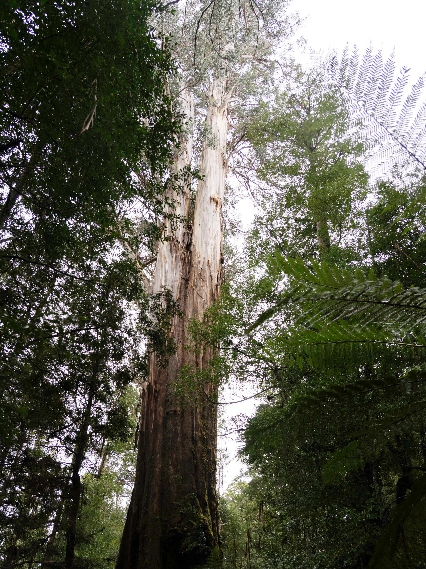 Una sección de un árbol alto con un camión doble.