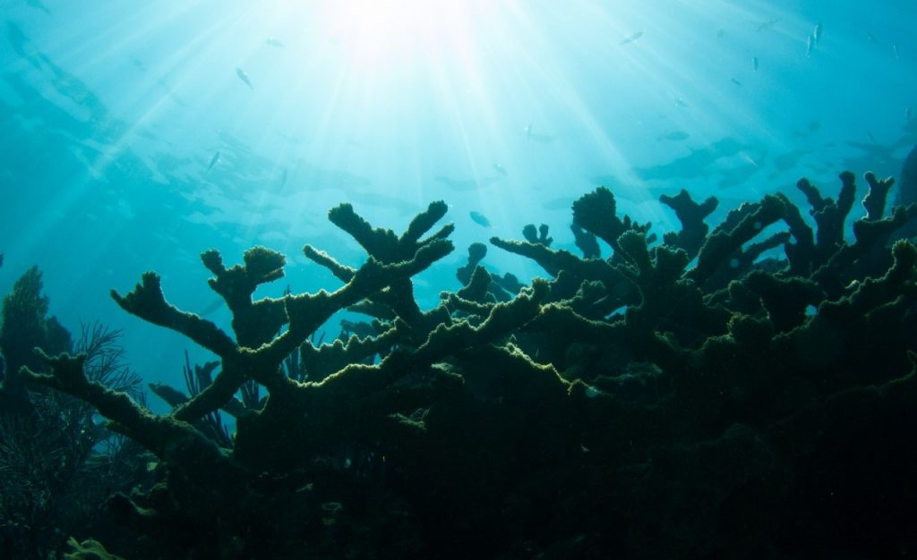 Una fotografía nacional de la luna marina para abordar el declive de nuestros arrecifes de coral