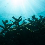 Una fotografía nacional de la luna marina para abordar el declive de nuestros arrecifes de coral