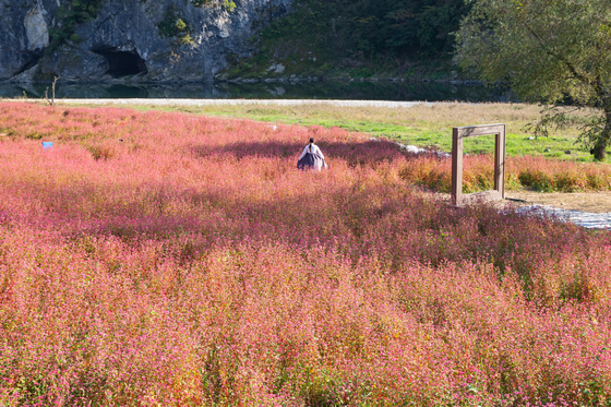 Un visitante pasea por un campo de trigo sarraceno rojo en Yongwol.  (CHOI SEUNG-PYO)