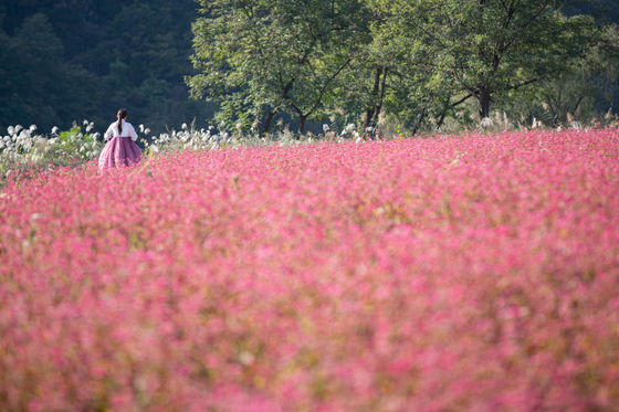 (Escapada de fin de semana) Cuatro destinos más dignos para los amantes de la naturaleza en el condado de Yongwol de Gangwon