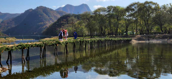     Seopdari, o puente Brushwood, domina el río Pyeongchang en Panun-ri, Jucheon-myeon, condado de Yeongwol.  (CHOI SEUNG-PYO)