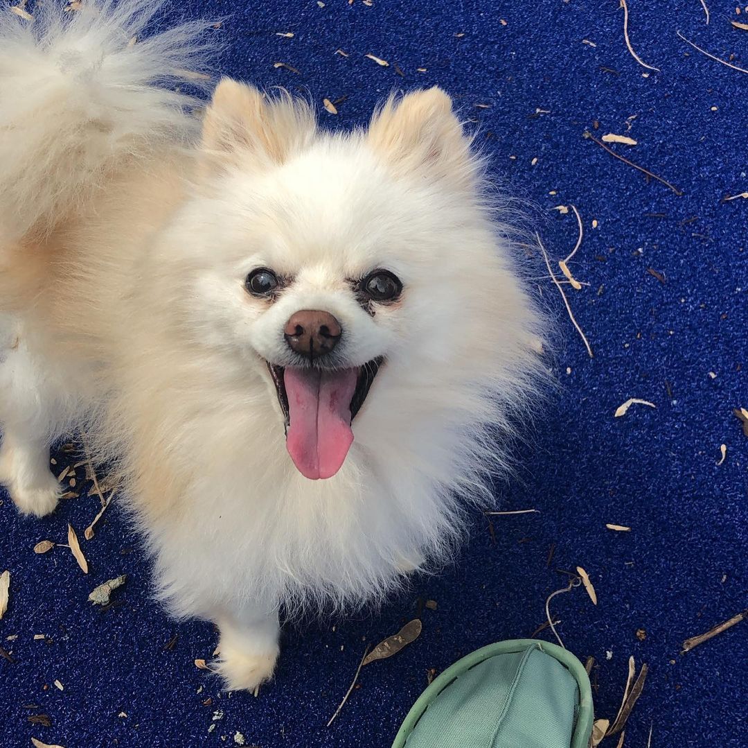 Jenny fue la mamá del perro de Bella durante 17 años.