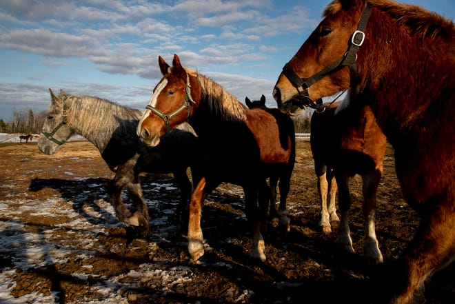Los caballos descansan en un pasto cerca de Pickford en la Península Superior el domingo 3 de abril de 2022. Los caballos son parte de la manada propiedad de Mechanic Island Carriage Tours y están a punto de comenzar su verano de trabajo en la isla. Estos caballos de tiro tiran de carros y mueven carga por la isla.