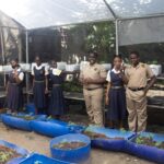 A medida que las lluvias disminuyen, los agricultores urbanos de Jamaica se apresuran a adaptarse.