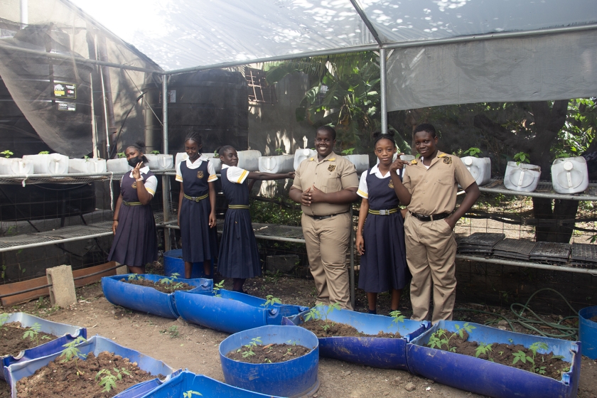 A medida que las lluvias disminuyen, los agricultores urbanos de Jamaica se apresuran a adaptarse.
