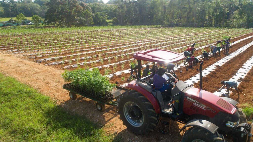 ¿Qué tal si hacemos un recorrido por una granja de cannabis en Jamaica con Jicana?