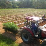 ¿Qué tal si hacemos un recorrido por una granja de cannabis en Jamaica con Jicana?