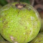 Jamaica está buscando inversores para ampliar la superficie cultivada con cultivos como el árbol del pan.