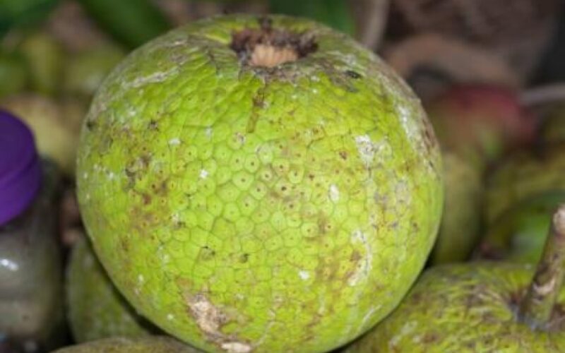 Jamaica está buscando inversores para ampliar la superficie cultivada con cultivos como el árbol del pan.