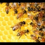 Abejas enojadas atacan a un trabajador de un hotel  Noticias