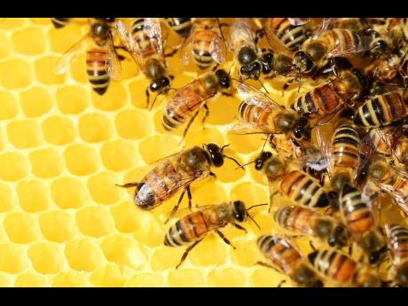 Abejas enojadas atacan a un trabajador de un hotel  Noticias
