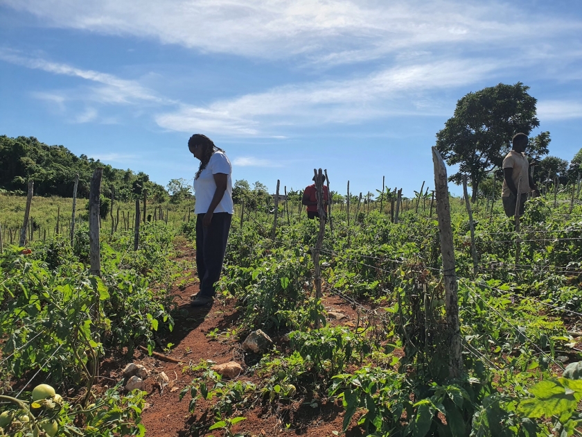 Una mujer está parada en un campo de tomates.