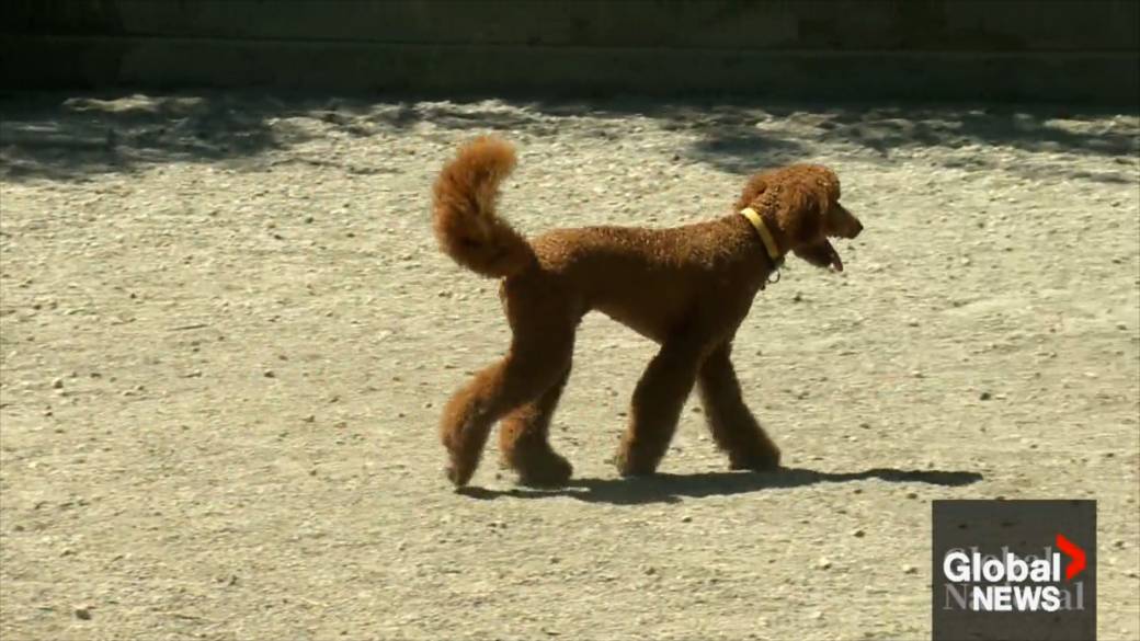 Haga clic para reproducir el vídeo: 'Canadá 'sorprendido' por las nuevas normas fronterizas de Estados Unidos sobre perros, dice Holland'