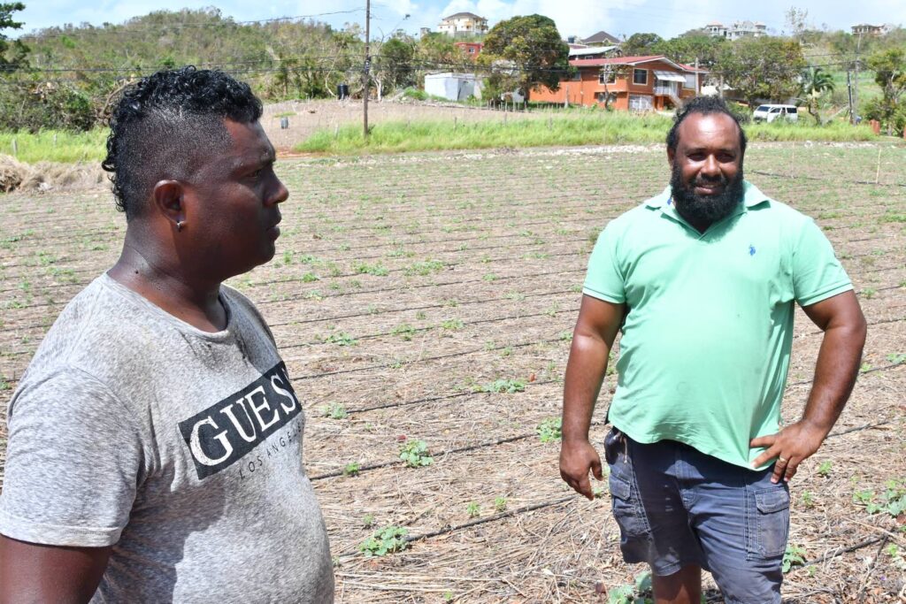 Los residentes de St. Elizabeth sufren por la comida contaminada y cara.